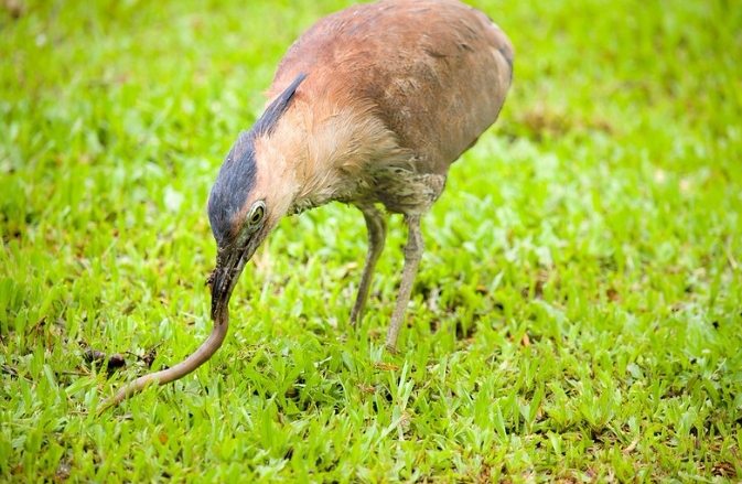 黑冠麻鷺吃什麼 黑冠麻鷺吃什麼