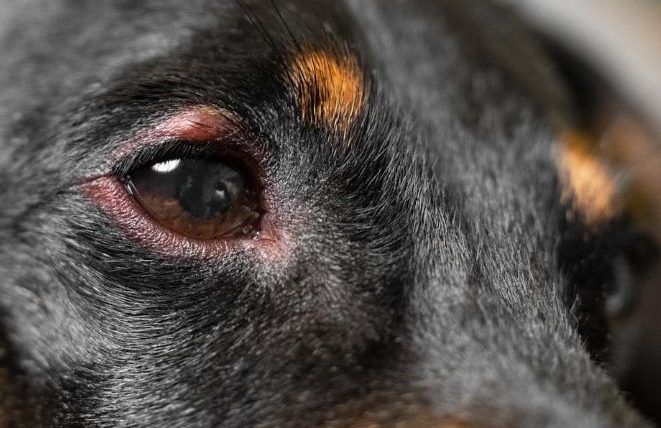 狗狗眼皮紅紅的