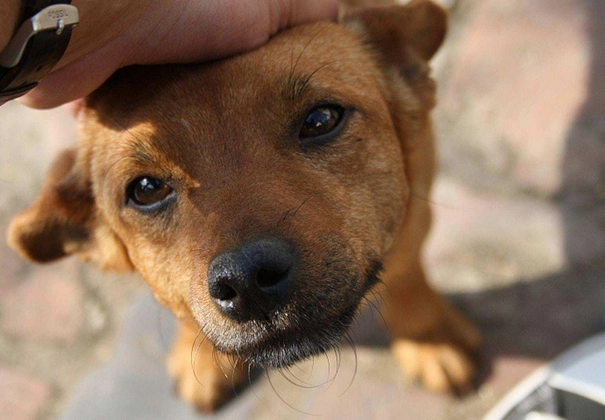 狗狗喜歡被摸嗎