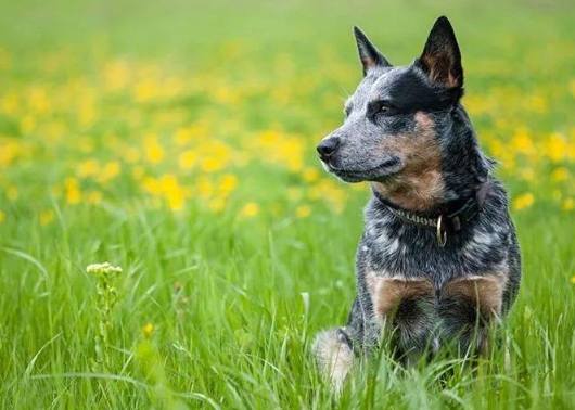 澳洲牧牛犬飼養 澳洲牧牛犬飼養