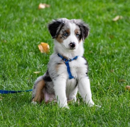 狗狗絕育最佳時間 狗狗絕育最佳時間