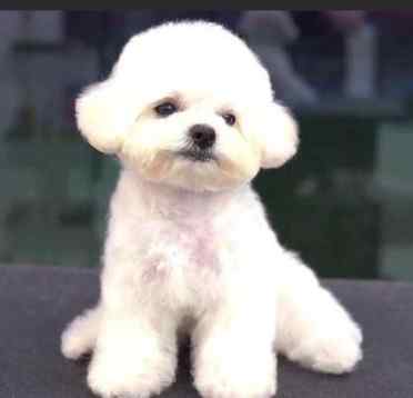 適合新手的小型犬 適合新手的小型犬