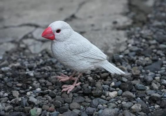 白文鳥智能 白文鳥智能