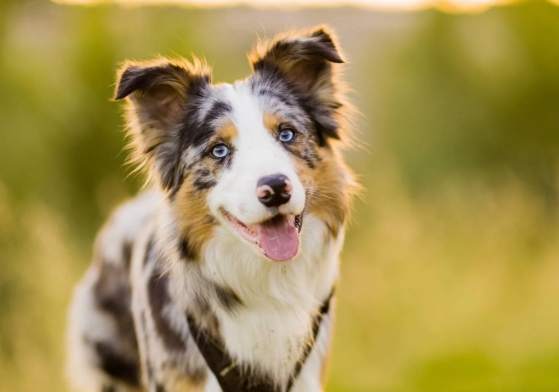邊牧味道 邊牧味道
