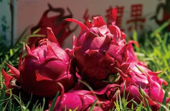 火龍果尿液潛血