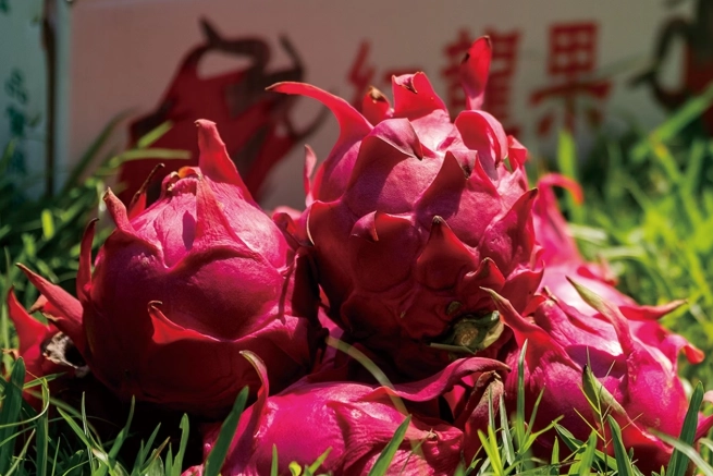 火龍果尿液潛血全解析：是正常現象還是健康警訊？區別指南與常見問答