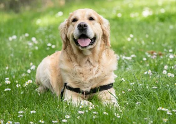 狗品種智商排名