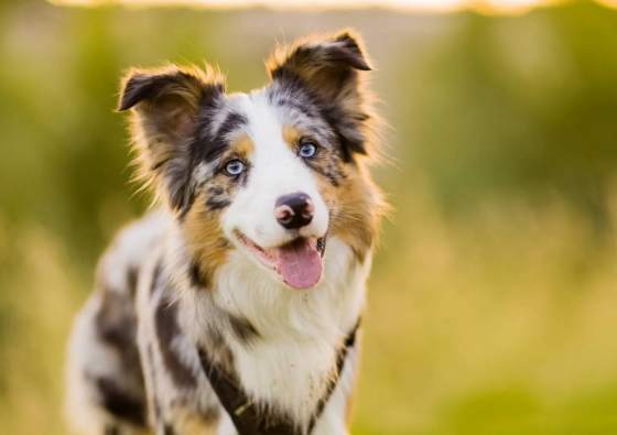 邊境牧羊犬訓練 邊境牧羊犬訓練