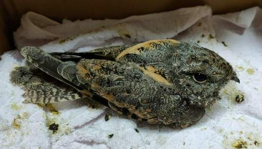 麻雀幼鳥救援 麻雀幼鳥救援