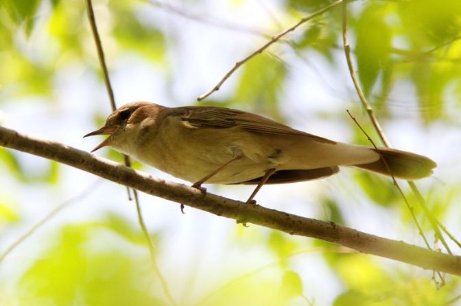 夜鶯叫聲 夜鶯叫聲