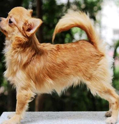 蝴蝶犬購買指南 蝴蝶犬購買指南