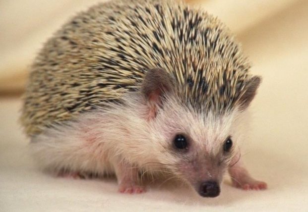 刺蝟是鼠類嗎
