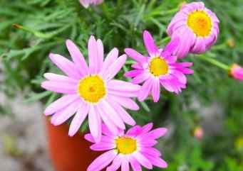 小雛菊變種顏色 小雛菊變種顏色