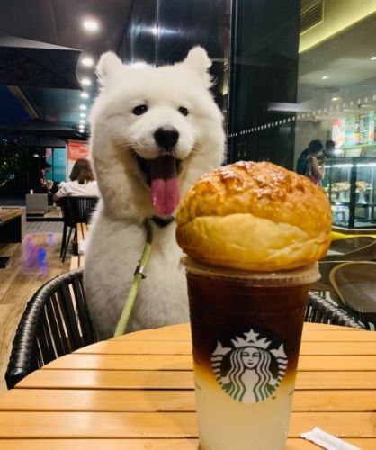 咖啡渣對狗有害 咖啡渣對狗有害