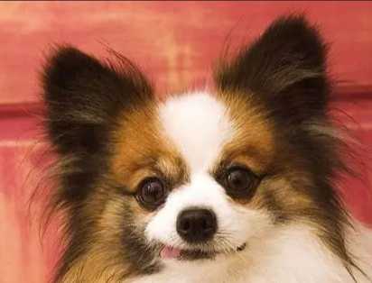 蝴蝶犬 獵犬 蝴蝶犬 獵犬