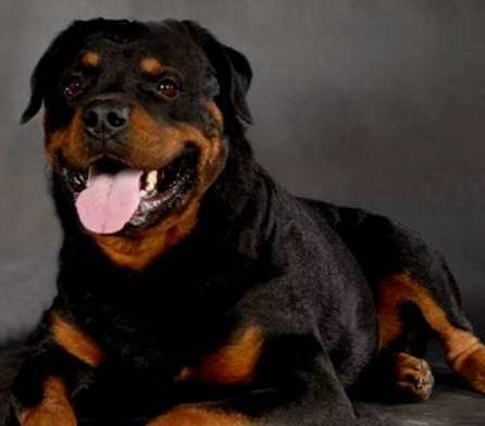 羅威納犬購買指南 羅威納犬購買指南