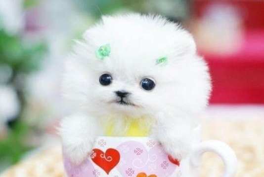 新加坡茶杯犬購買 新加坡茶杯犬購買