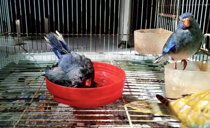 鸚鵡洗澡方法