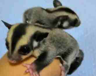 蜜袋鼯飼養 蜜袋鼯飼養