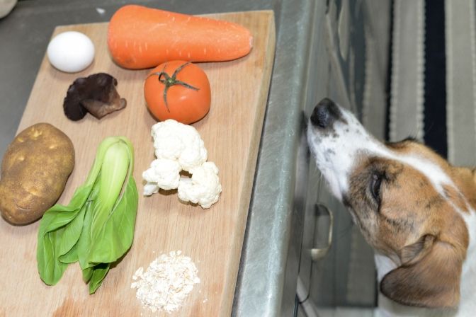 狗狗流食食譜 狗狗流食食譜
