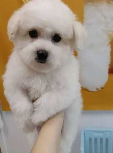 台灣小型犬領養