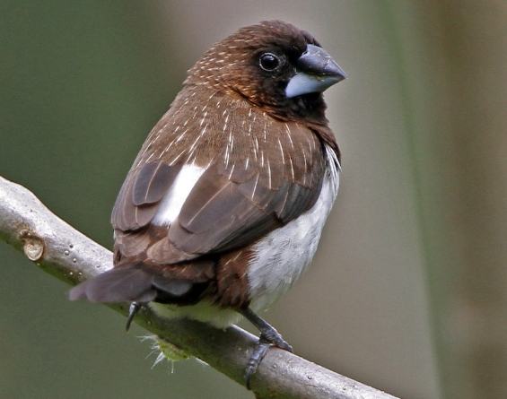 文鳥品種 文鳥品種