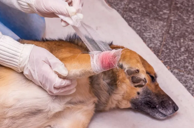 狗狗傷口癒合時間