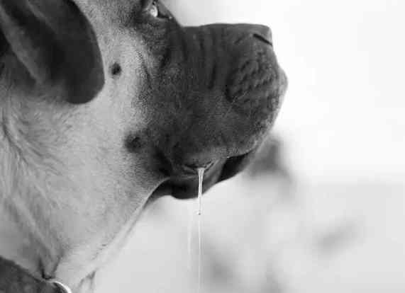 狗狗流口水原因