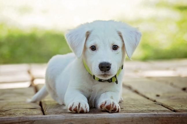 狗的寿命怎么算