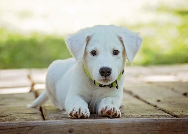 狗的寿命怎么算？完整指南教你准确计算爱犬年龄与寿命