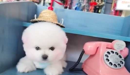 茶杯犬飼養 茶杯犬飼養