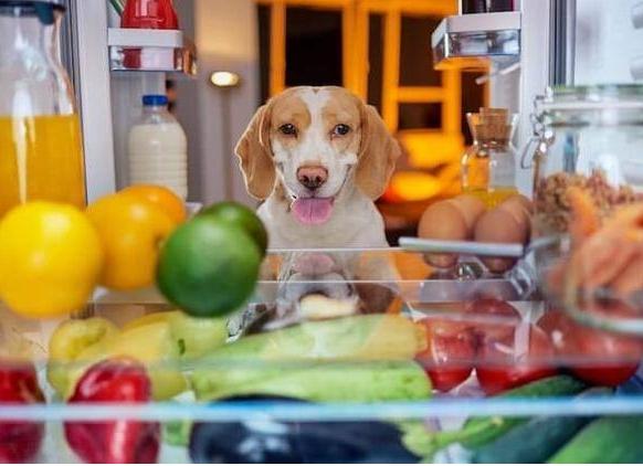 狗狗可以吃芒果乾嗎