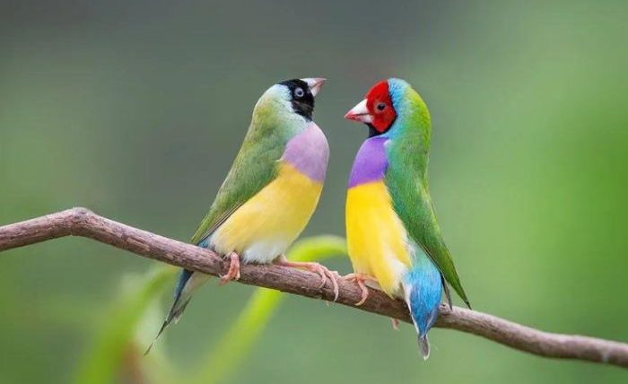 常見寵物鳥品種