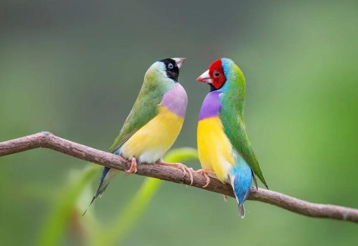 常見寵物鳥品種全攻略：新手選購指南與飼養秘訣