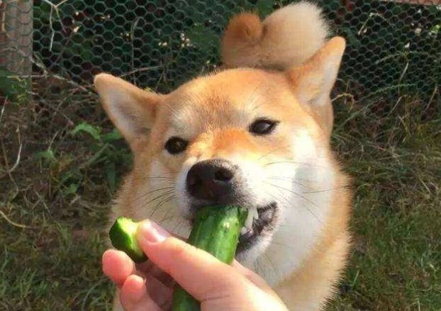 柚子對狗有害 柚子對狗有害