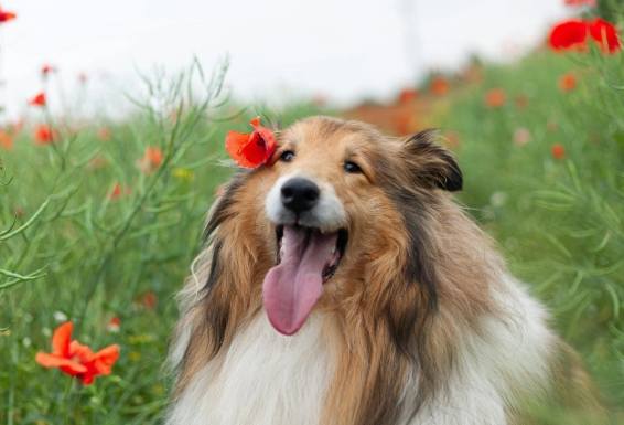 喜樂蒂智商排名 喜樂蒂智商排名