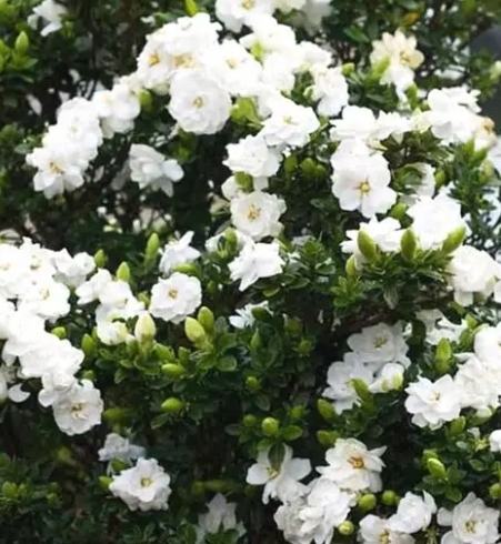 梔子花养护技巧 梔子花养护技巧