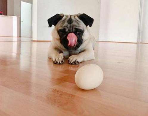 寵物胰臟炎食物管理 寵物胰臟炎食物管理