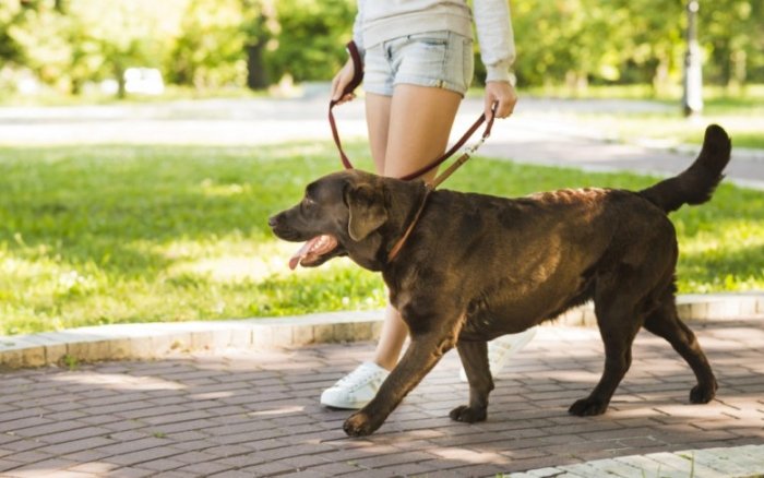 狗狗散步訓練全攻略：解決爆衝、亂跑，讓散步變輕鬆！