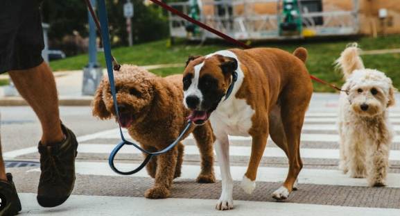 遛狗注意事項 遛狗注意事項