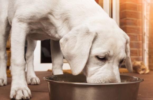 罐頭狗糧好處坏處