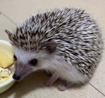 寵物刺蝟餵食 寵物刺蝟餵食