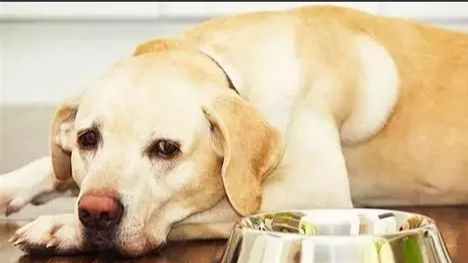 狗狗分離焦慮 狗狗分離焦慮