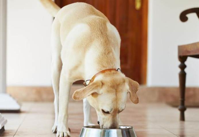狗吐咖啡色怎麼辦 狗吐咖啡色怎麼辦