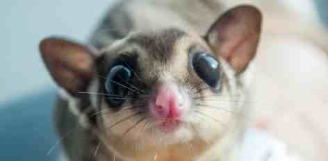 蜜袋鼯飼養 蜜袋鼯飼養