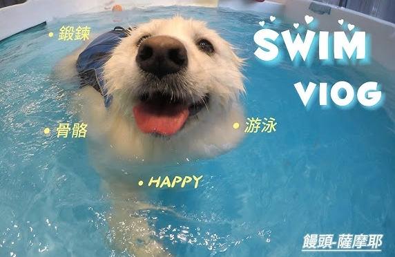 新竹狗狗游泳