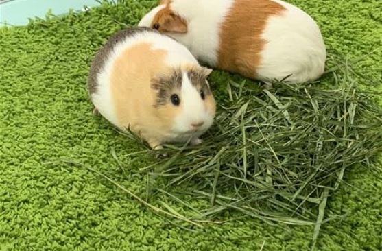 天竺鼠與兔子差異