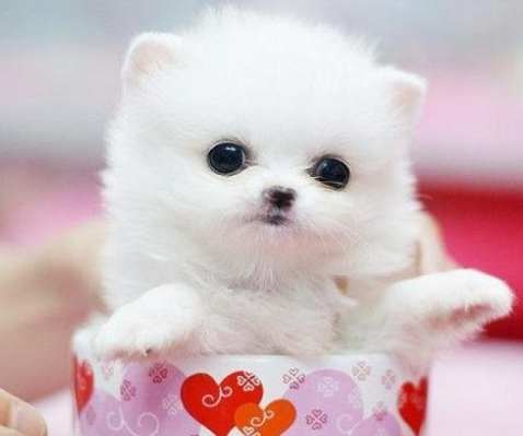 茶杯犬健康問題