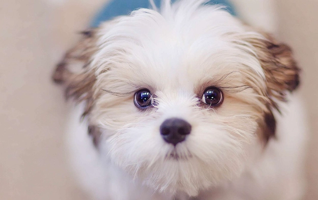 狗狗驱虫药推荐