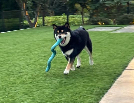 柴犬價格 柴犬價格